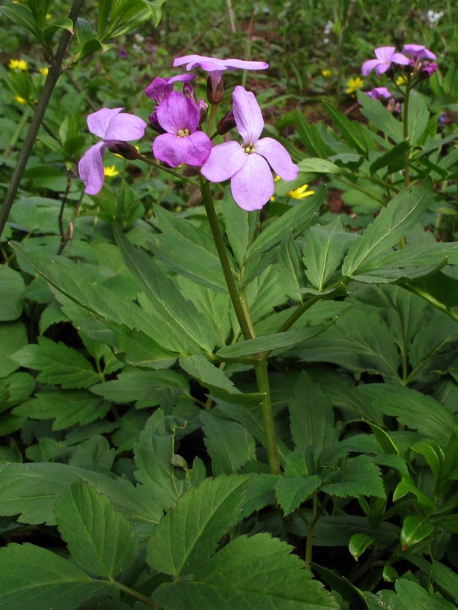 Изображение особи Cardamine quinquefolia.