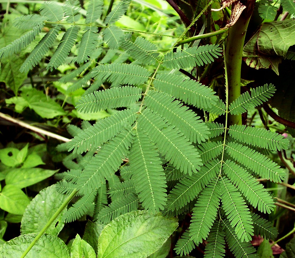 Image of Mimosa pudica specimen.