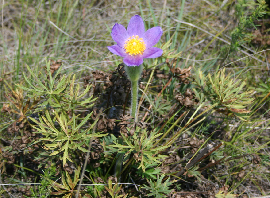 Image of Pulsatilla patens specimen.