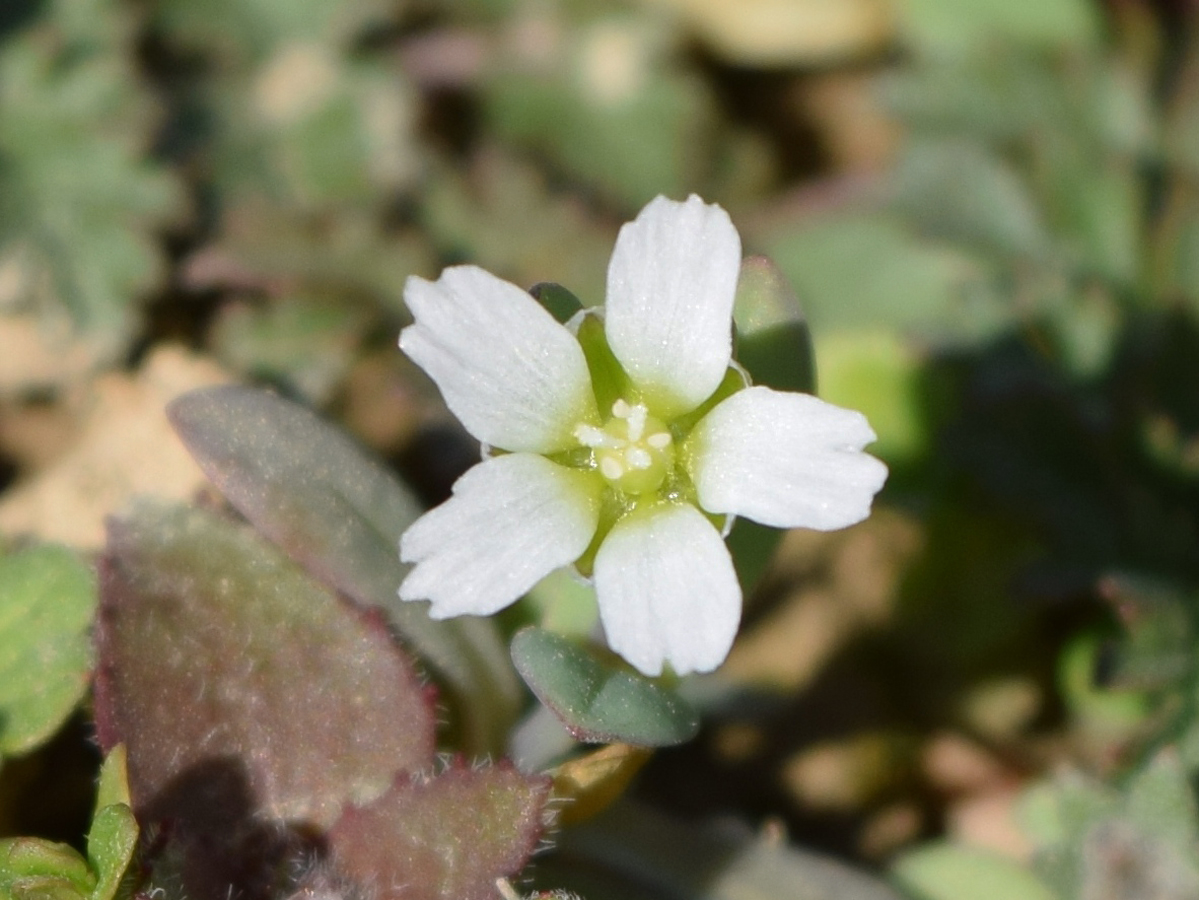 Image of Holosteum umbellatum specimen.