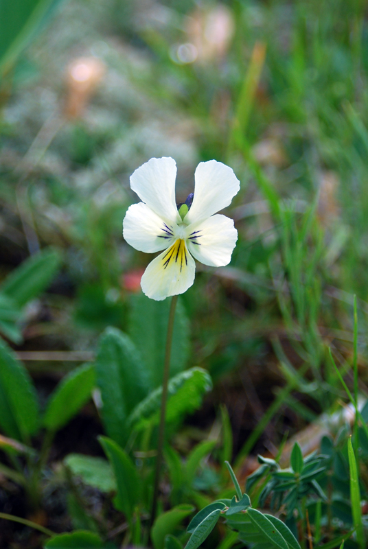 Image of Viola altaica specimen.