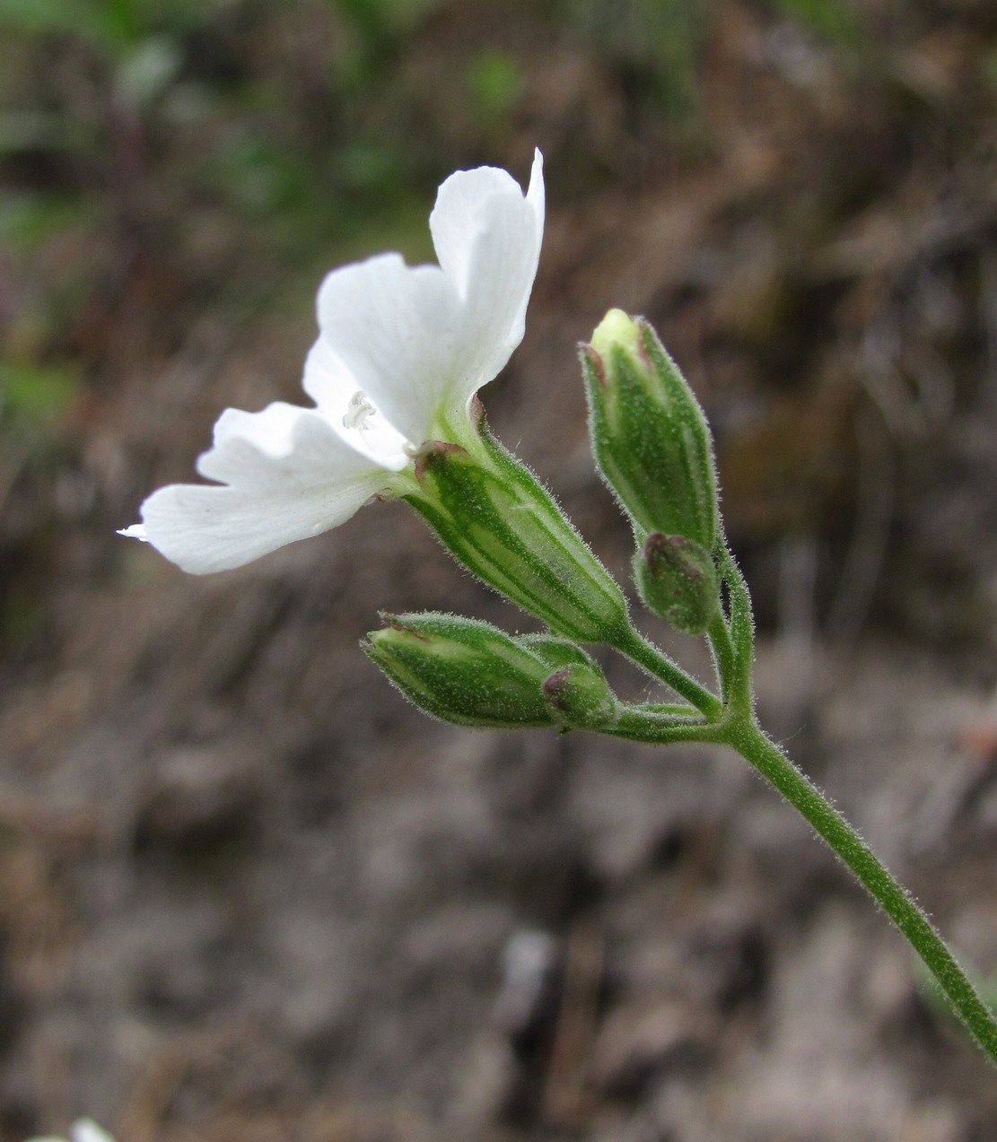 Изображение особи Lychnis samojedorum.