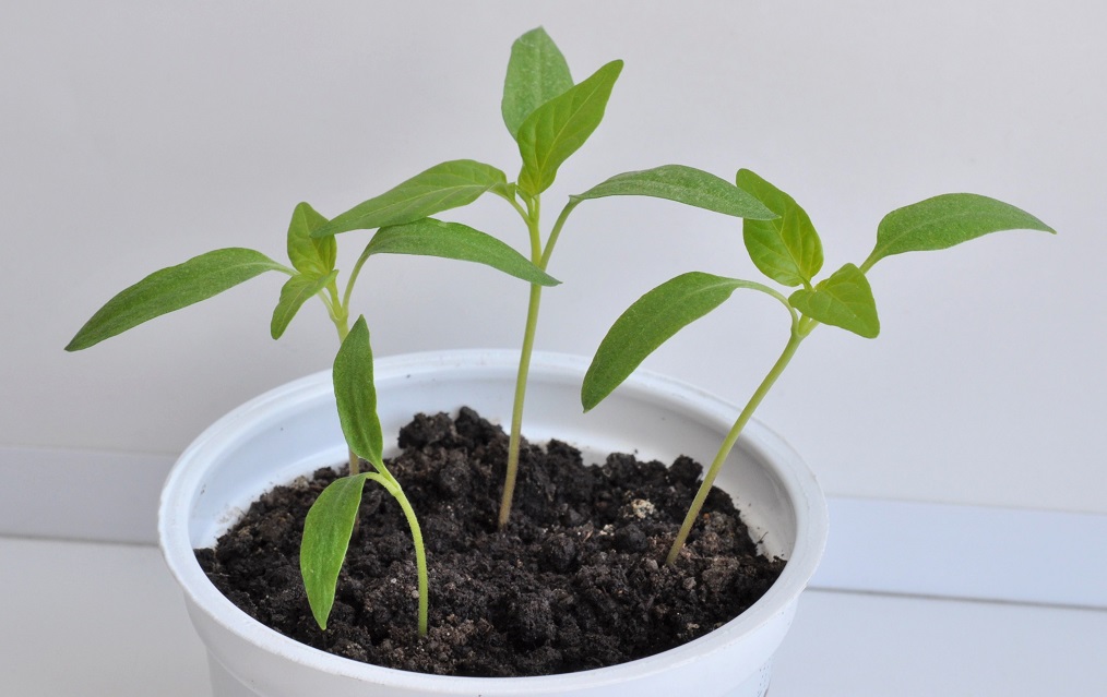 Image of Capsicum annuum specimen.