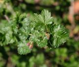 Grossularia uva-crispa