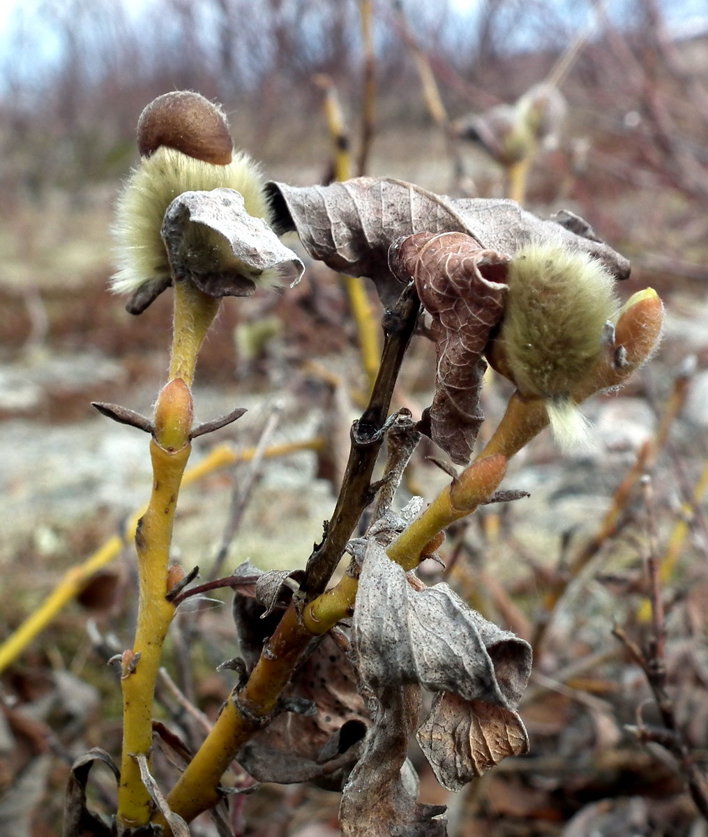 Image of Salix lanata specimen.