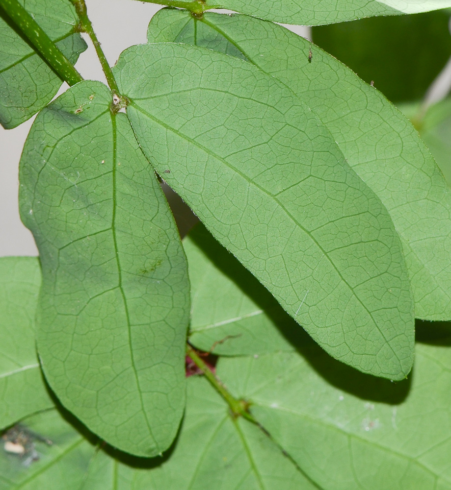 Image of Calliandra tergemina var. emarginata specimen.