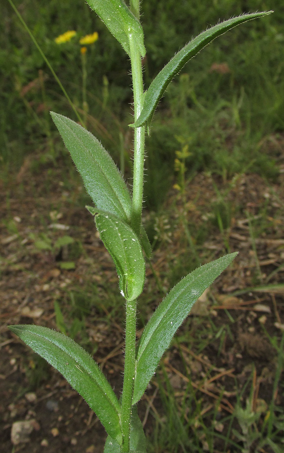 Image of Camelina microcarpa specimen.