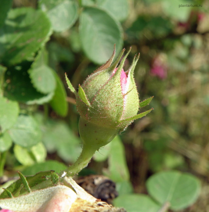 Image of Rosa damascena specimen.