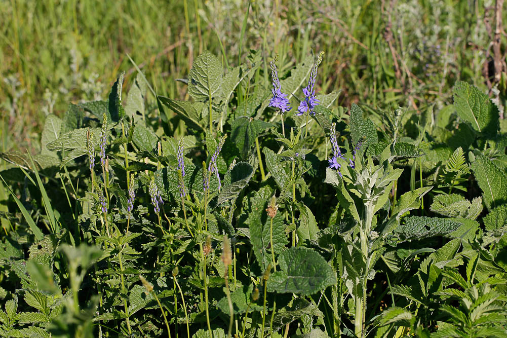 Image of Veronica teucrium specimen.