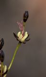 Juncus atrofuscus. Цветок. Архангельская обл., Соловки, о. Бол. Соловецкий, супралитораль, галофитный луг. 17.06.2016.