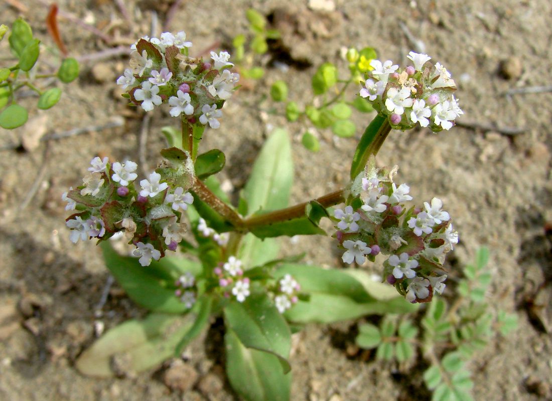 Image of Valerianella dufresnia specimen.