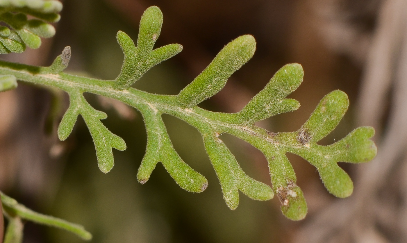 Image of Lavandula multifida specimen.