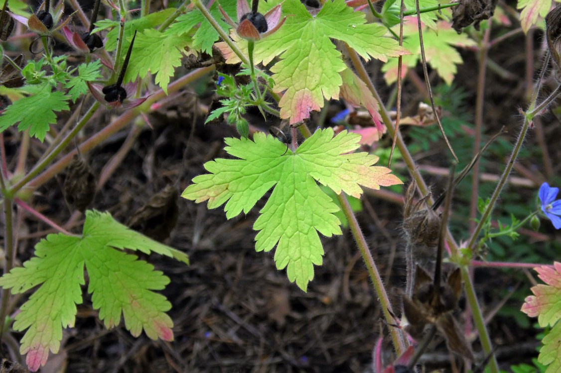 Изображение особи Geranium bohemicum.