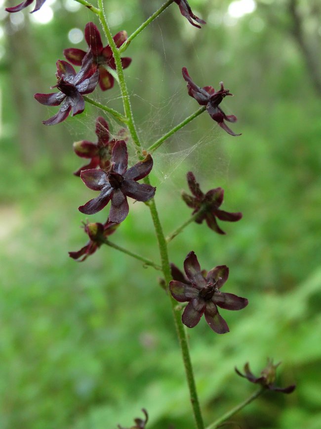 Image of Veratrum maackii specimen.