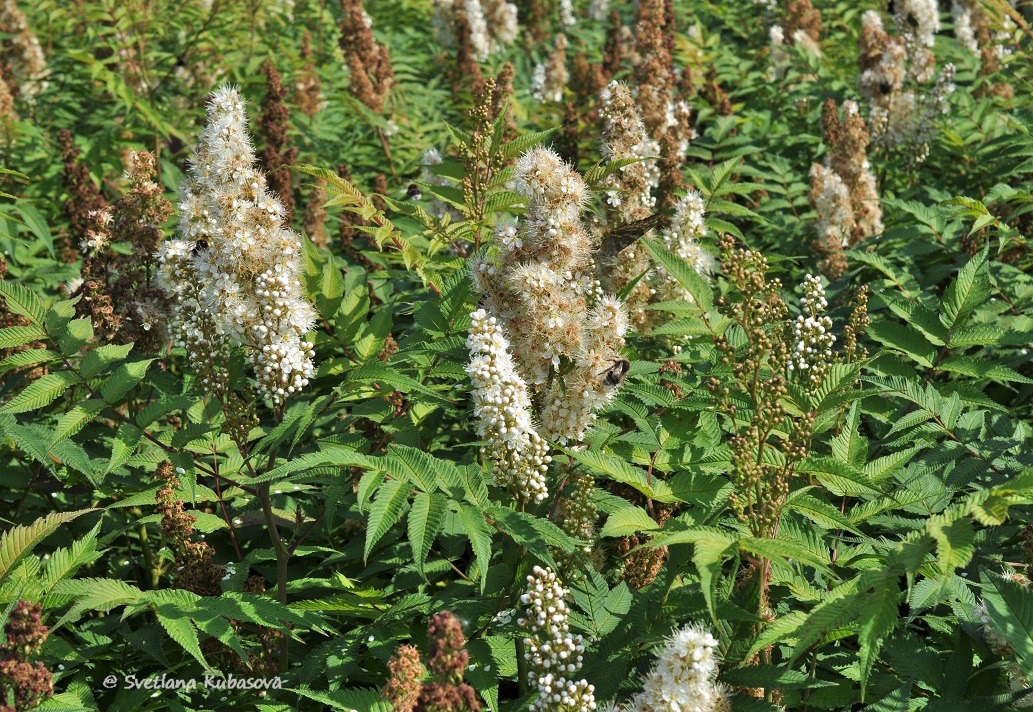 Изображение особи Sorbaria sorbifolia.