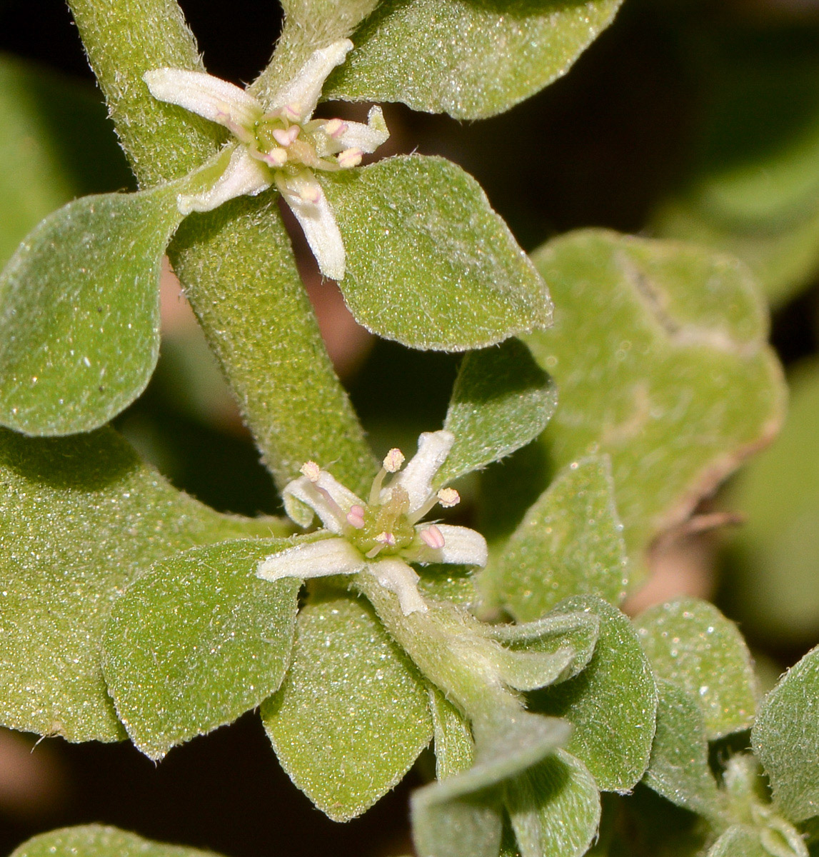 Image of Galenia pubescens specimen.