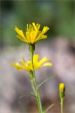 Hieracium filifolium