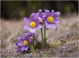 Pulsatilla patens