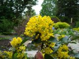 Mahonia aquifolium