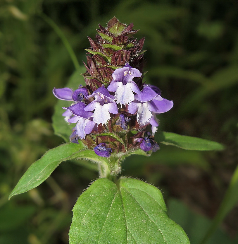 Image of Prunella japonica specimen.