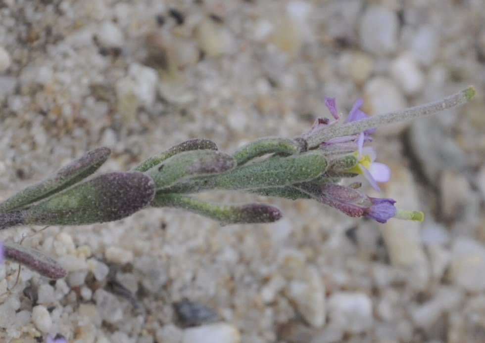 Image of familia Brassicaceae specimen.