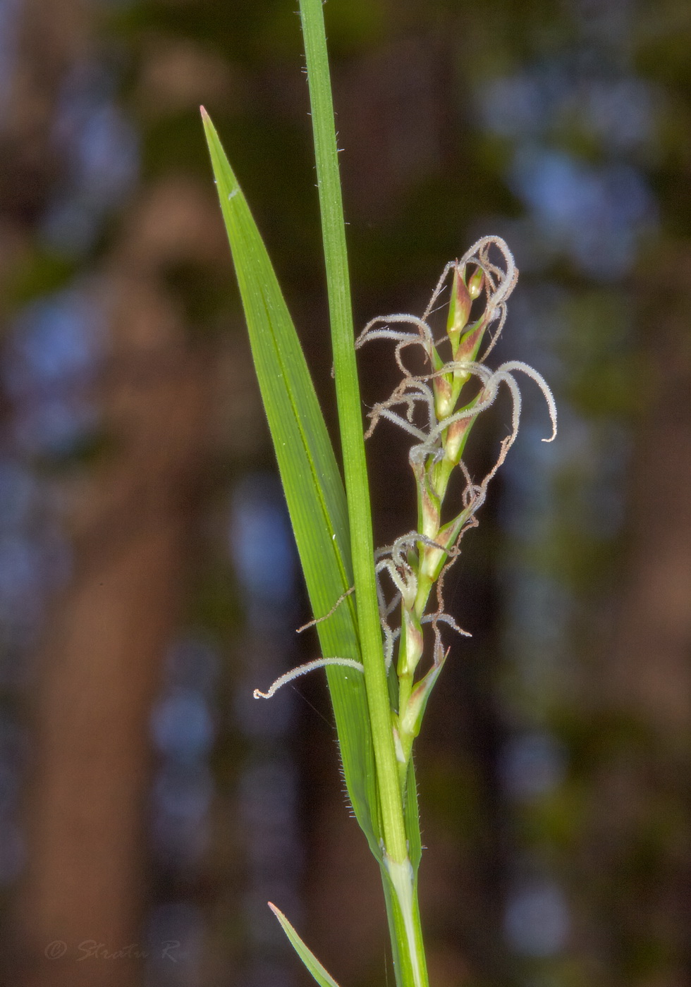 Image of Carex pilosa specimen.