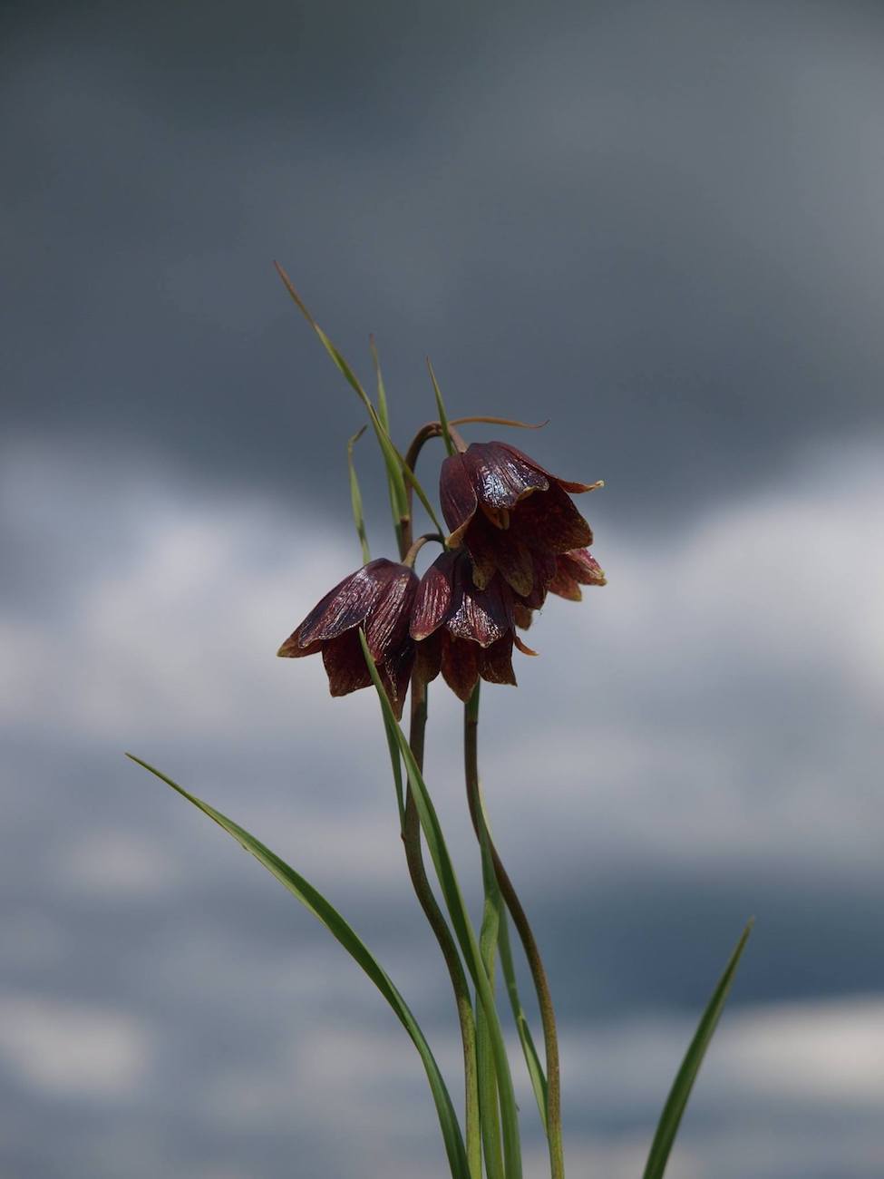 Image of Fritillaria meleagroides specimen.