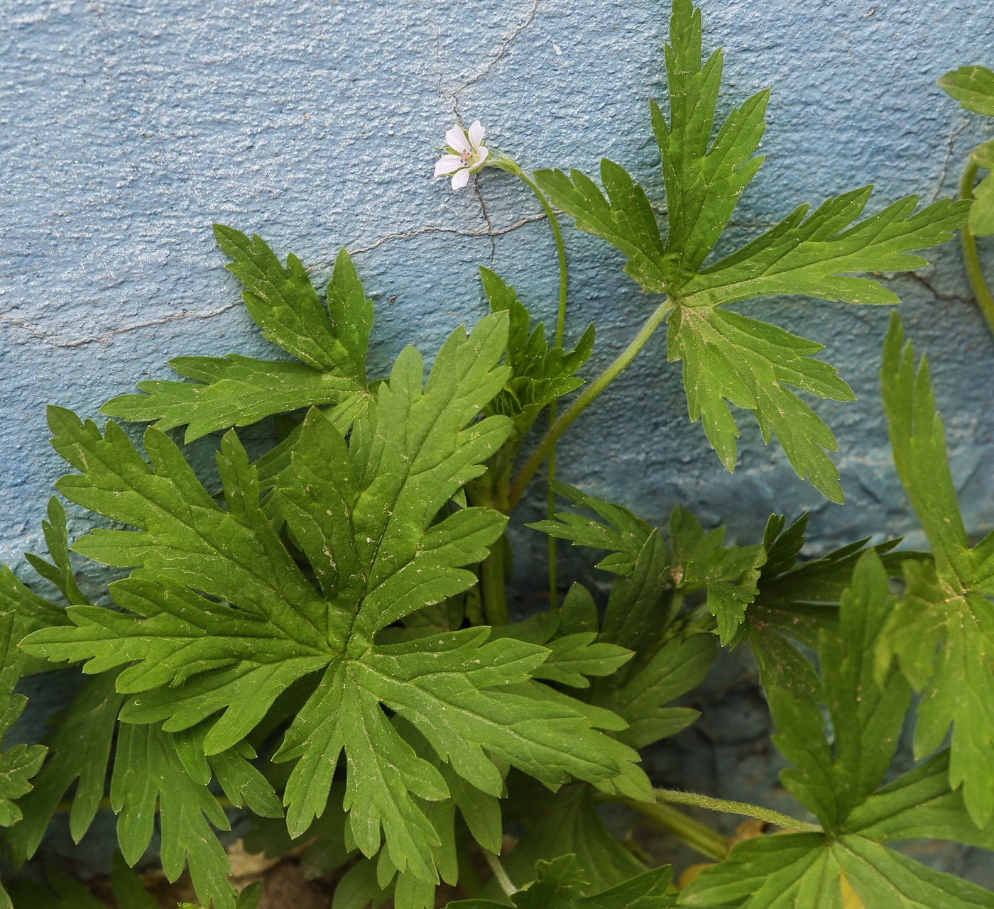 Image of Geranium sibiricum specimen.