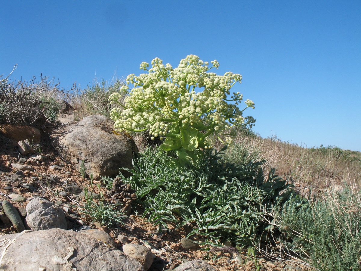 Изображение особи Ferula foetida.