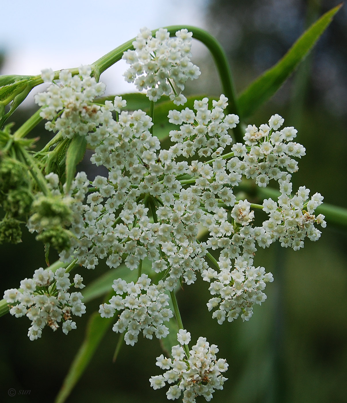 Image of Sium latifolium specimen.