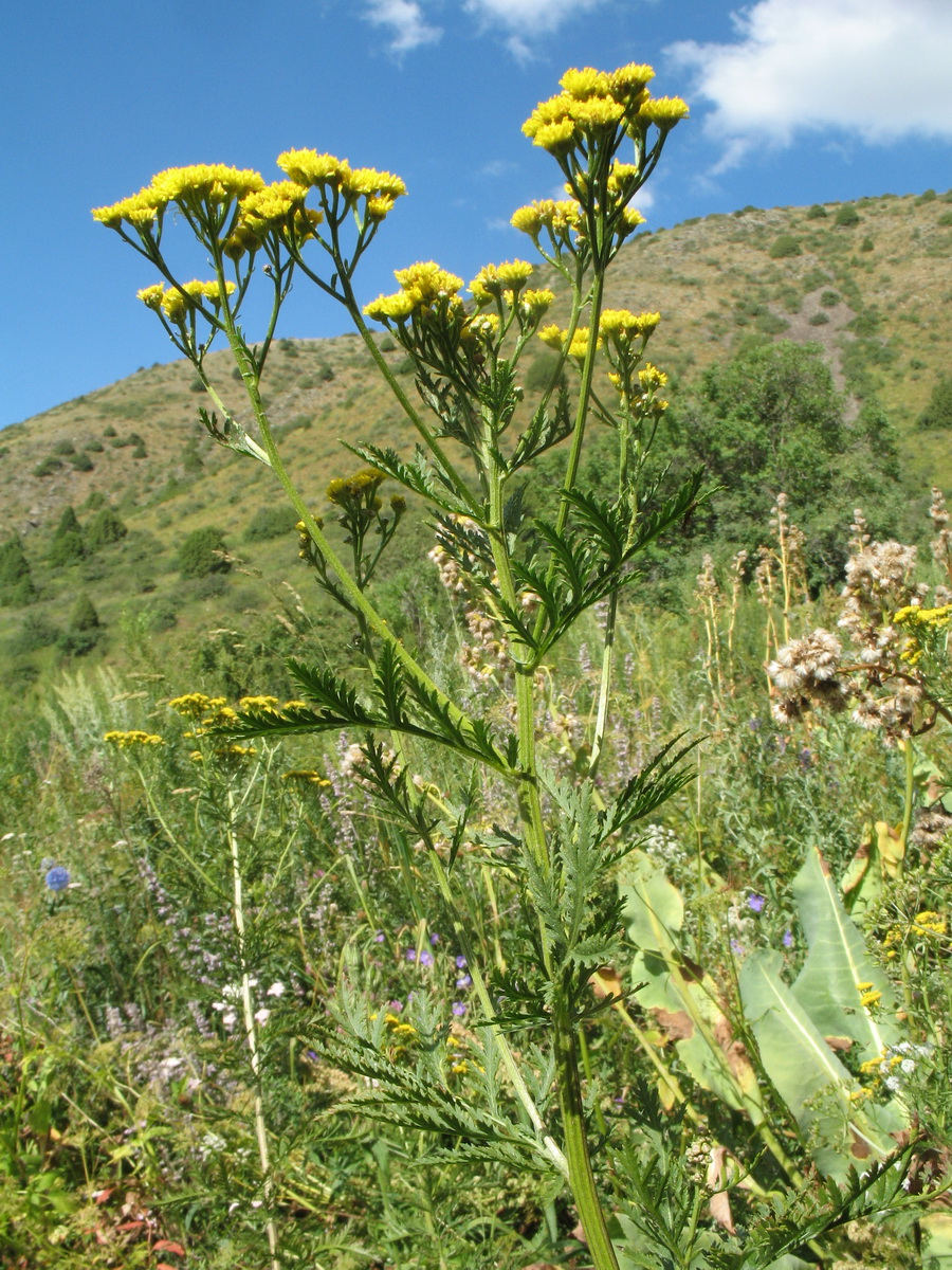 Image of Tanacetum pseudachillea specimen.