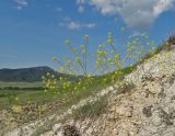 Erucastrum cretaceum. Цветущие растения. Крым, окр. Феодосии, Армутлукская долина, склон с мергелевыми обнажениями. 17 мая 2017 г.