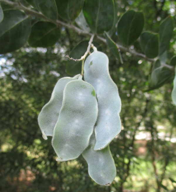 Image of Acacia podalyriifolia specimen.