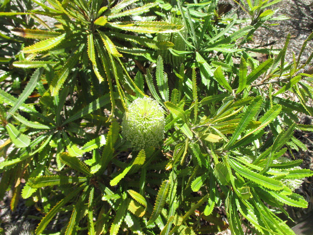 Image of Banksia aemula specimen.