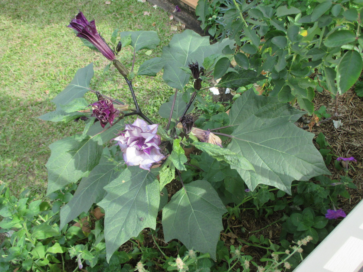 Image of Datura metel specimen.