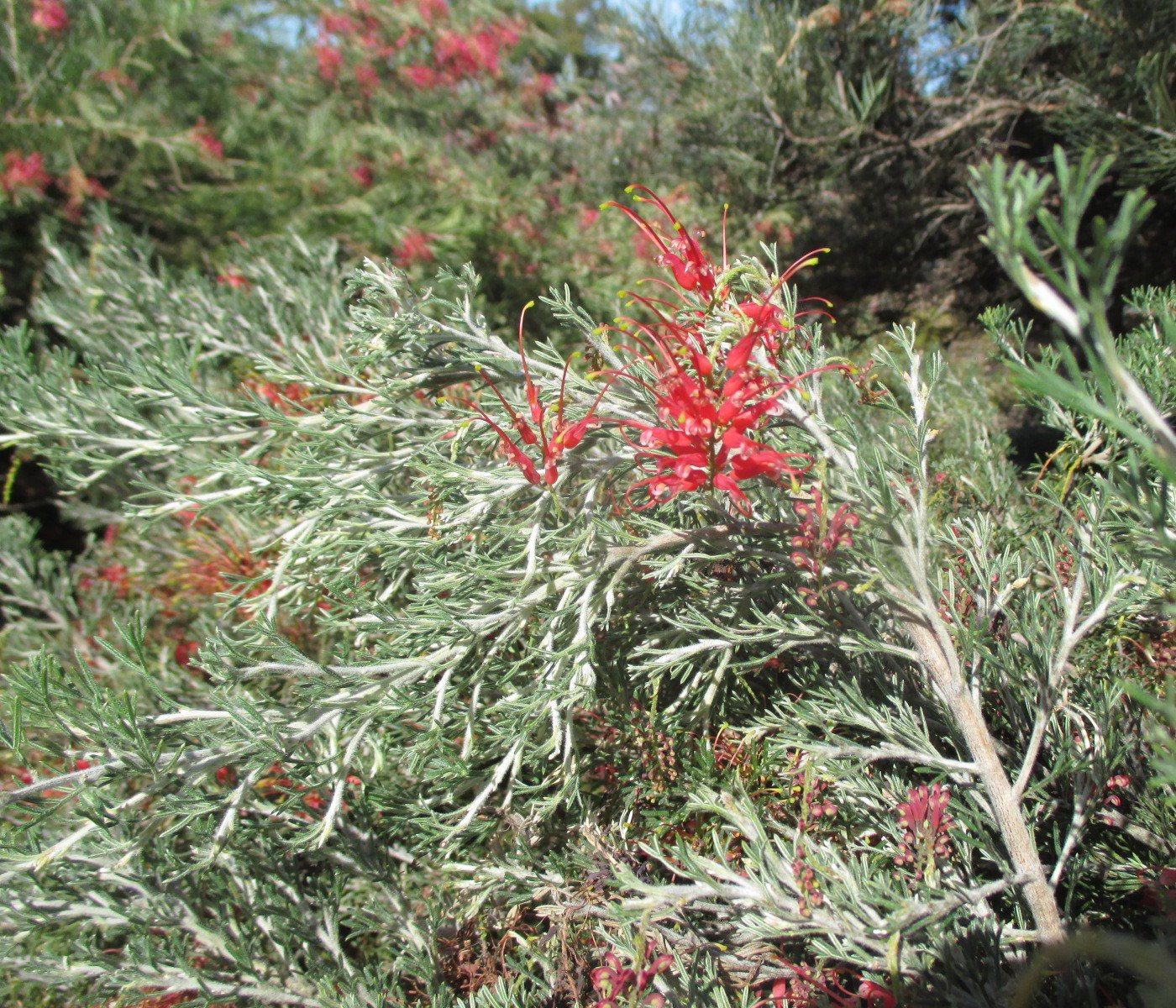 Изображение особи Grevillea preissei ssp. glabrilimba.