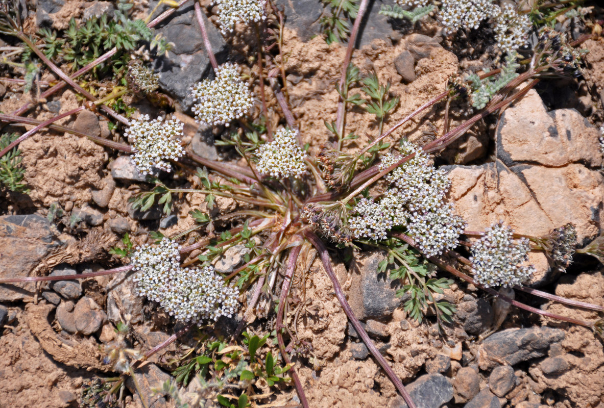 Image of Lomatocarpa albomarginata specimen.