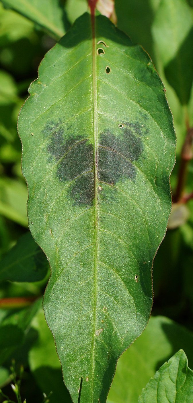 Image of Persicaria lapathifolia specimen.