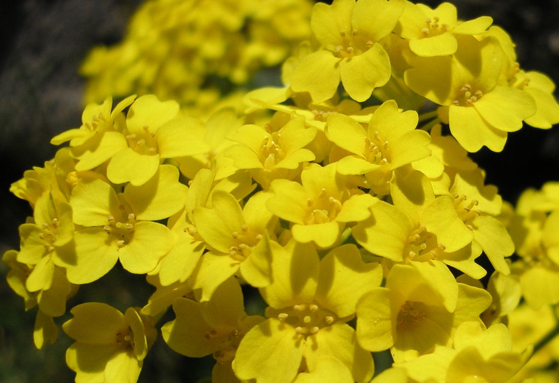 Image of Aurinia saxatilis specimen.