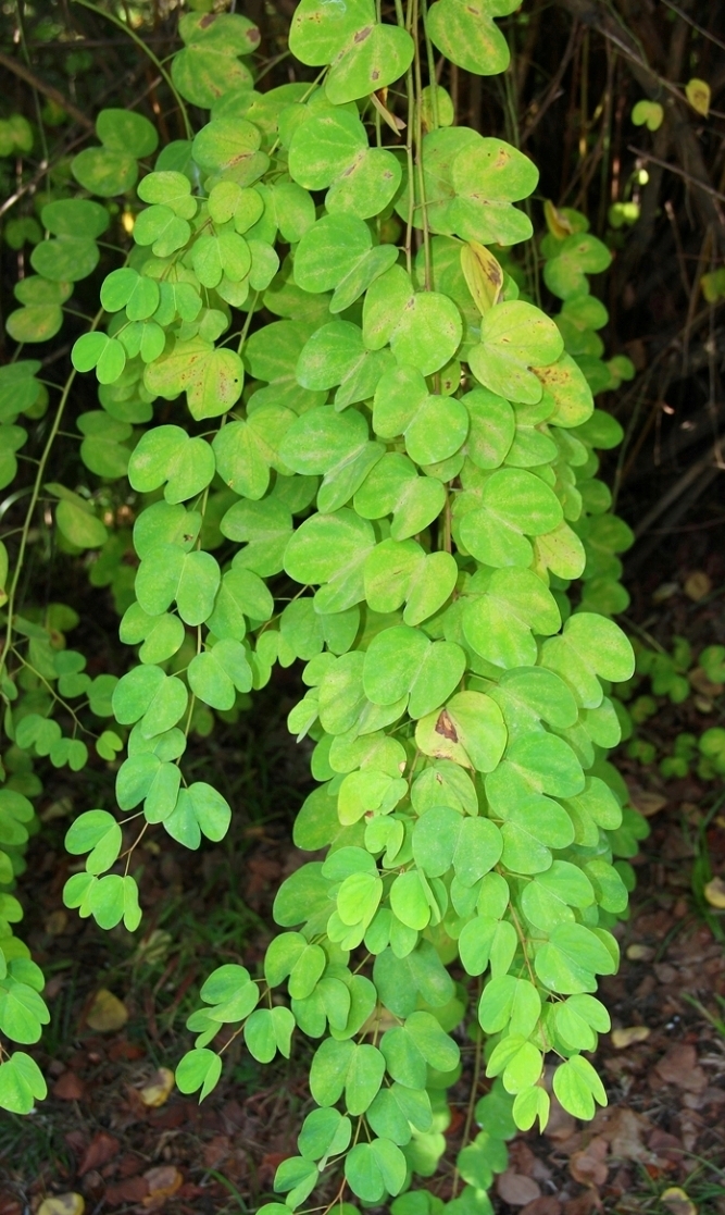 Image of Bauhinia brachycarpa specimen.