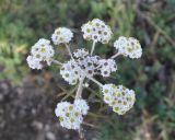 Anaphalis margaritacea. Соцветие. Китай, Юньнань, горы Shibaoshan (Shibao Shan), вершина горы, у подножия которой находится храм Баосян (Baoxiang Temple), открытое каменистое место. 26 октября 2016 г.