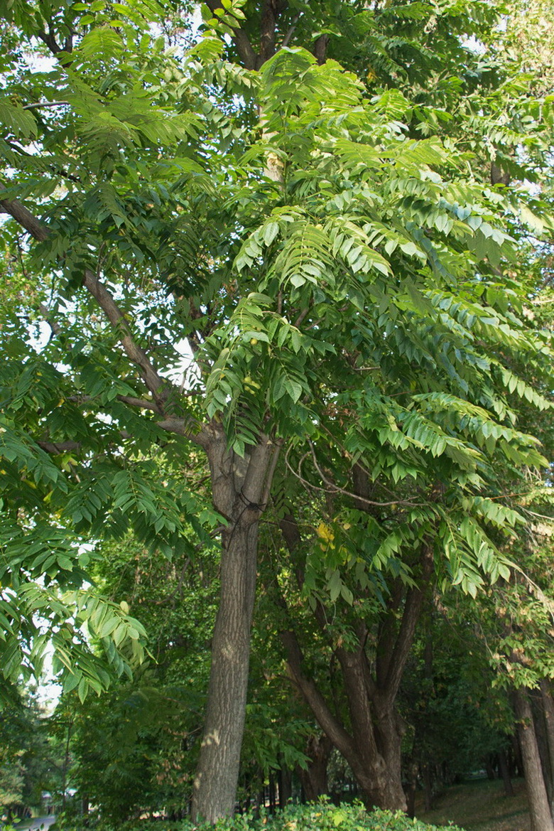 Image of genus Juglans specimen.