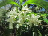 Tabernaemontana catharinensis. Цветки. Австралия, г. Брисбен, ботанический сад. 06.11.2016.