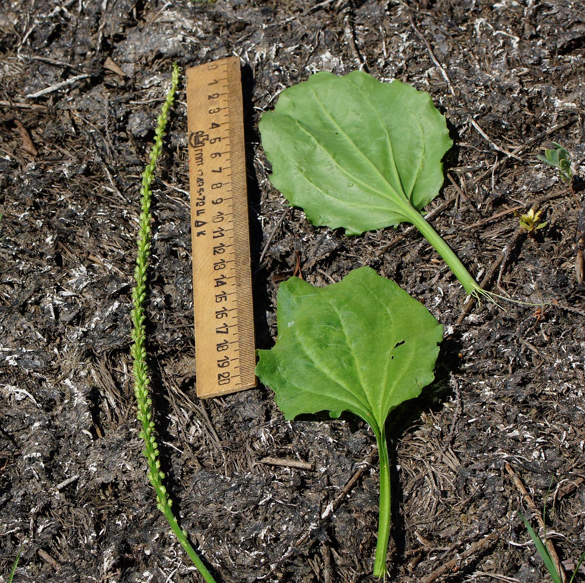 Image of Plantago major specimen.