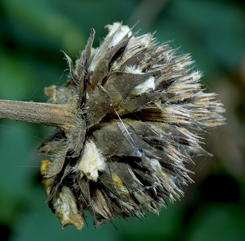 Image of Cephalaria gigantea specimen.