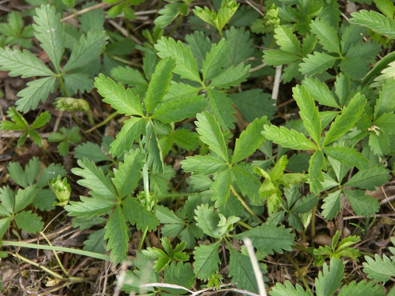 Изображение особи Potentilla reptans.