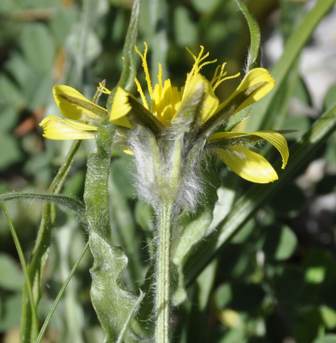 Image of Scorzonera sublanata specimen.