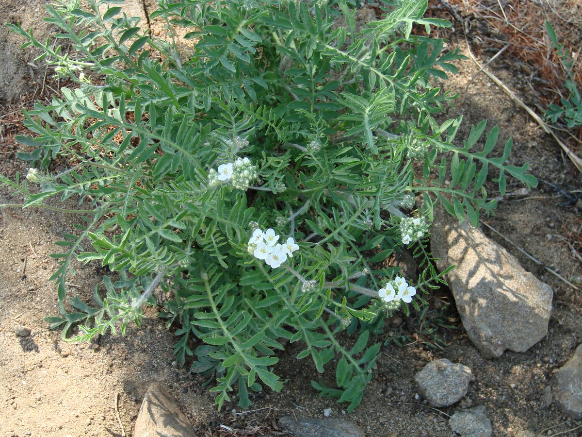 Image of Smelowskia alba specimen.