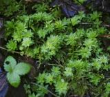 Rhodobryum roseum. Вегетирующие растения в сообществе с Fragaria vesca. Пермский край, Нытвинский р-н, окр. с. Григорьевское, поляна в смешанном лесу. 14.10.2017.