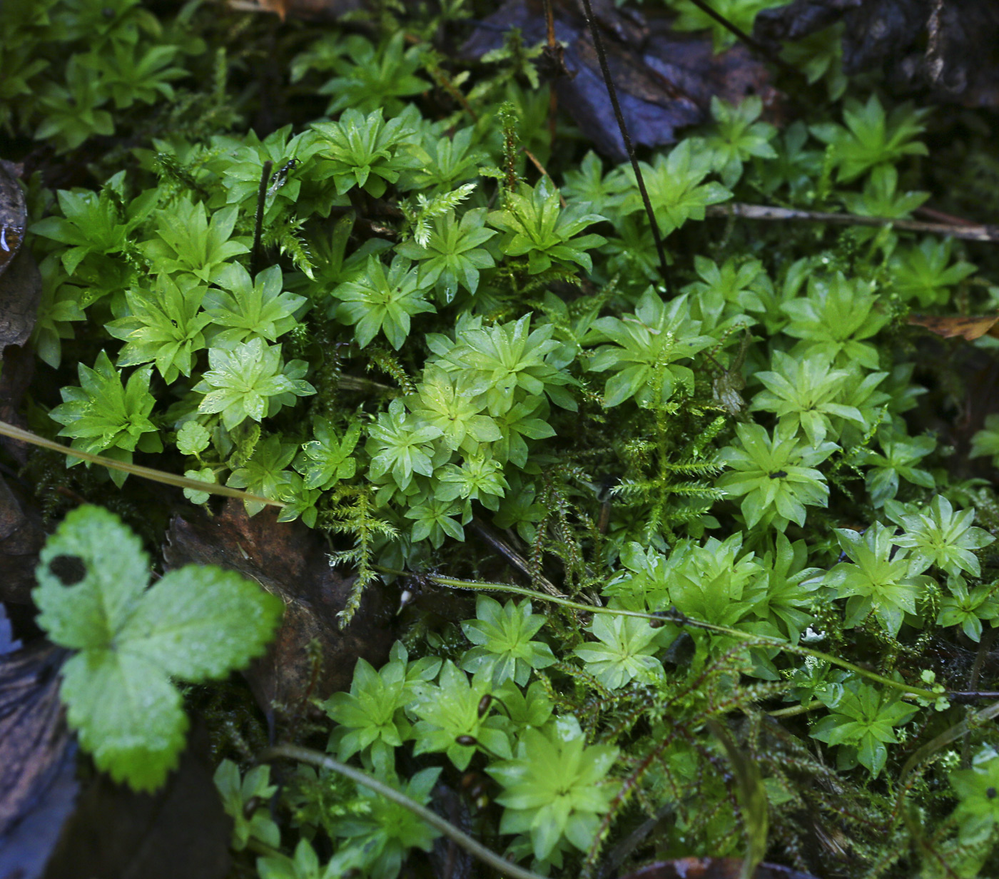 Image of Rhodobryum roseum specimen.